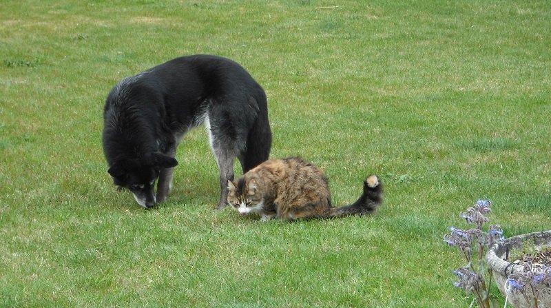 Chien et chat.jpg