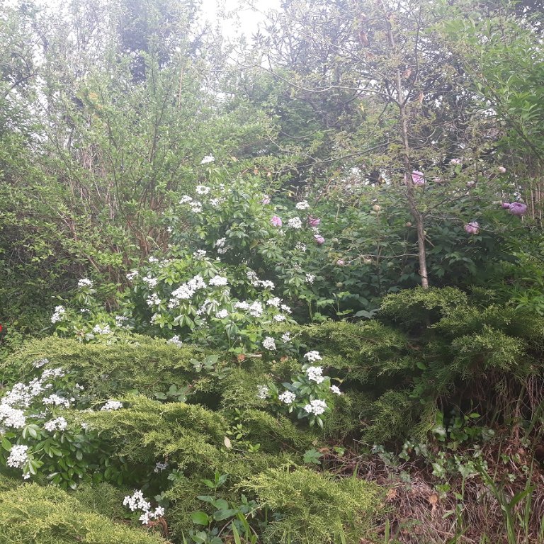 oranger du mexique et pivoine.jpg