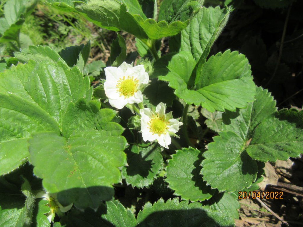 fleurdavril.jpeg
