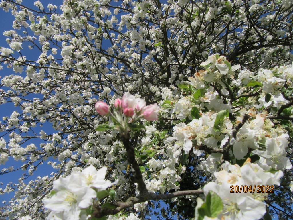 pommier20avril.jpeg