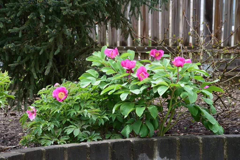 DSC_0063.JPG