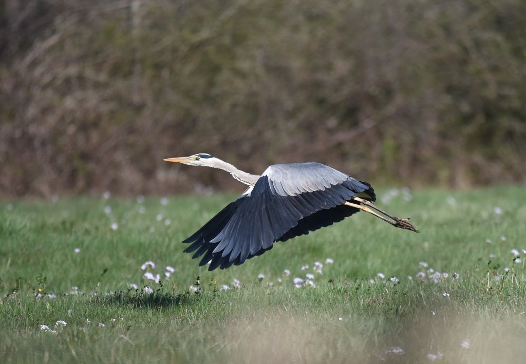 DSC_4365.JPG