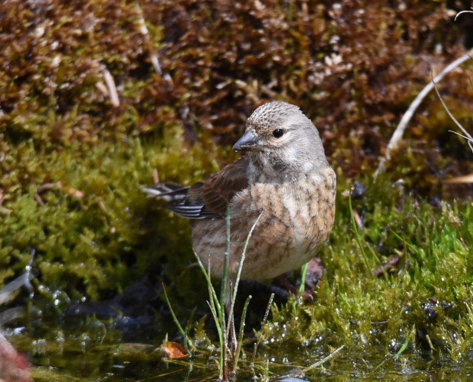 DSC_4425.JPG