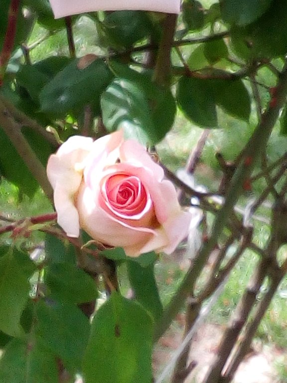 IMG_20220423_152304.jpg