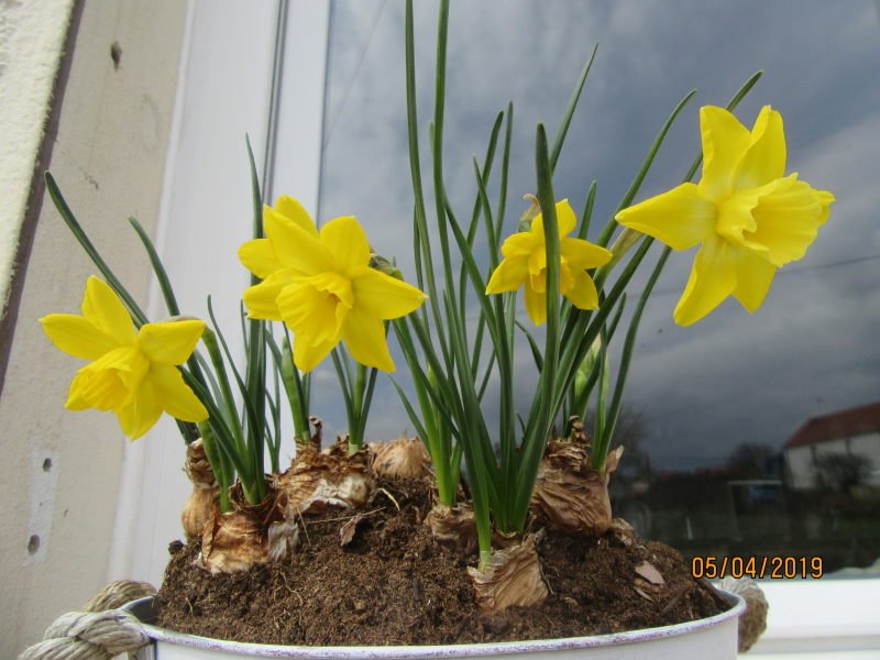pot narcisse.jpg