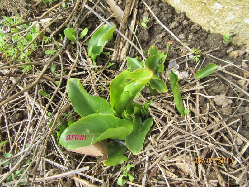 arum.jpg