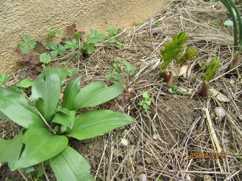 ail des ours magi.jpg