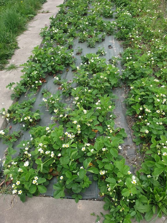 220422 parc à fraises.jpg