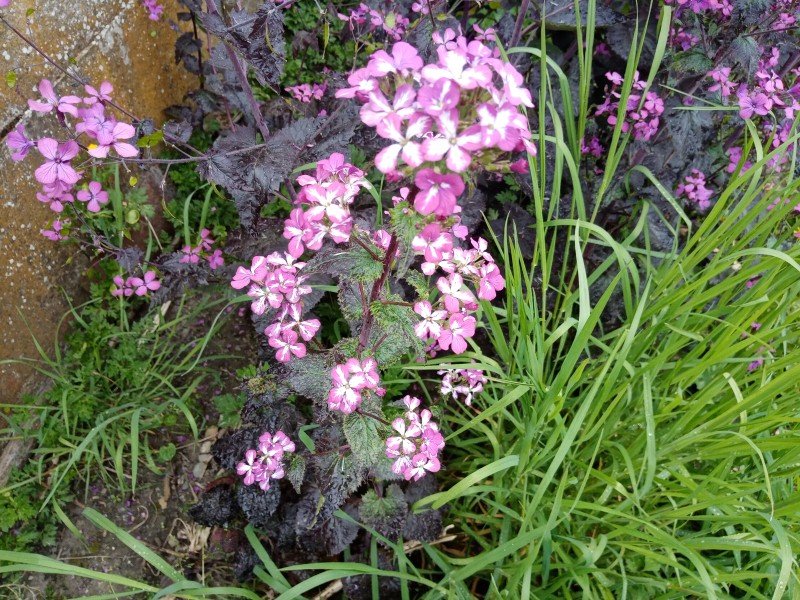 lunaria variegata purple 2022.jpg