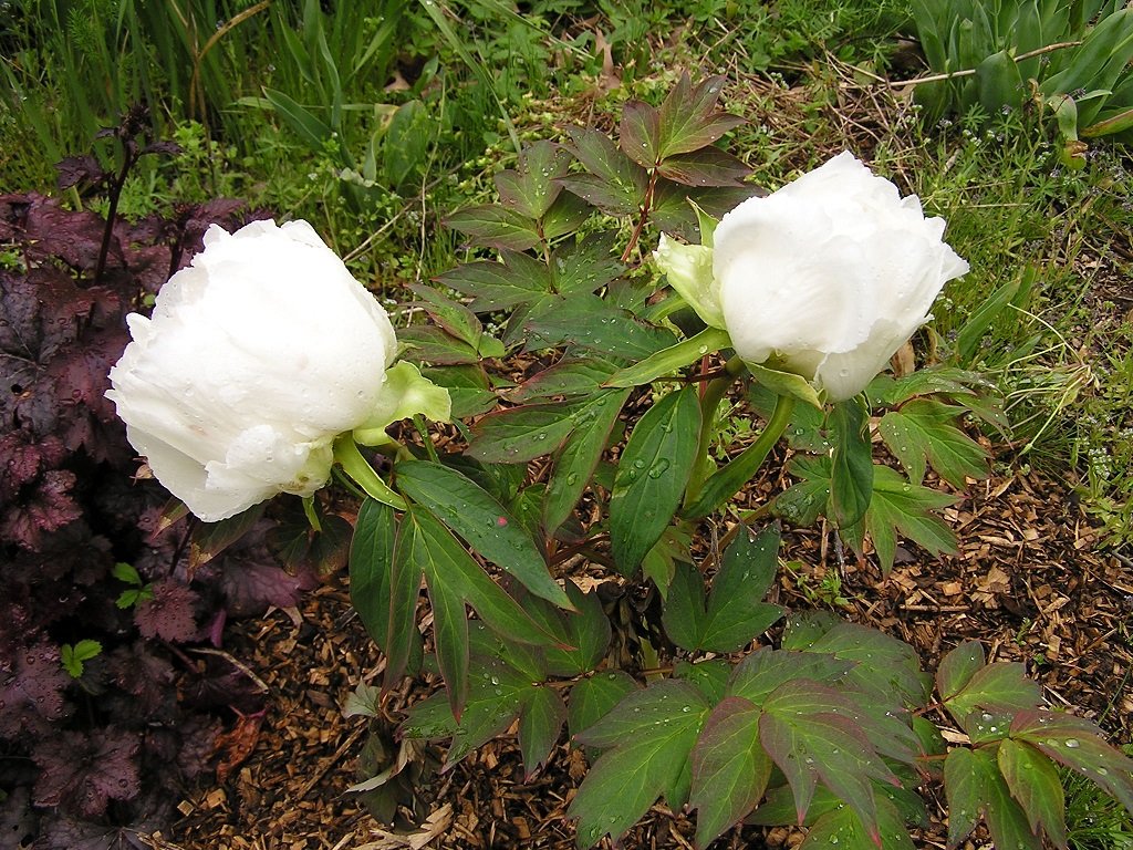 P4250008.JPG