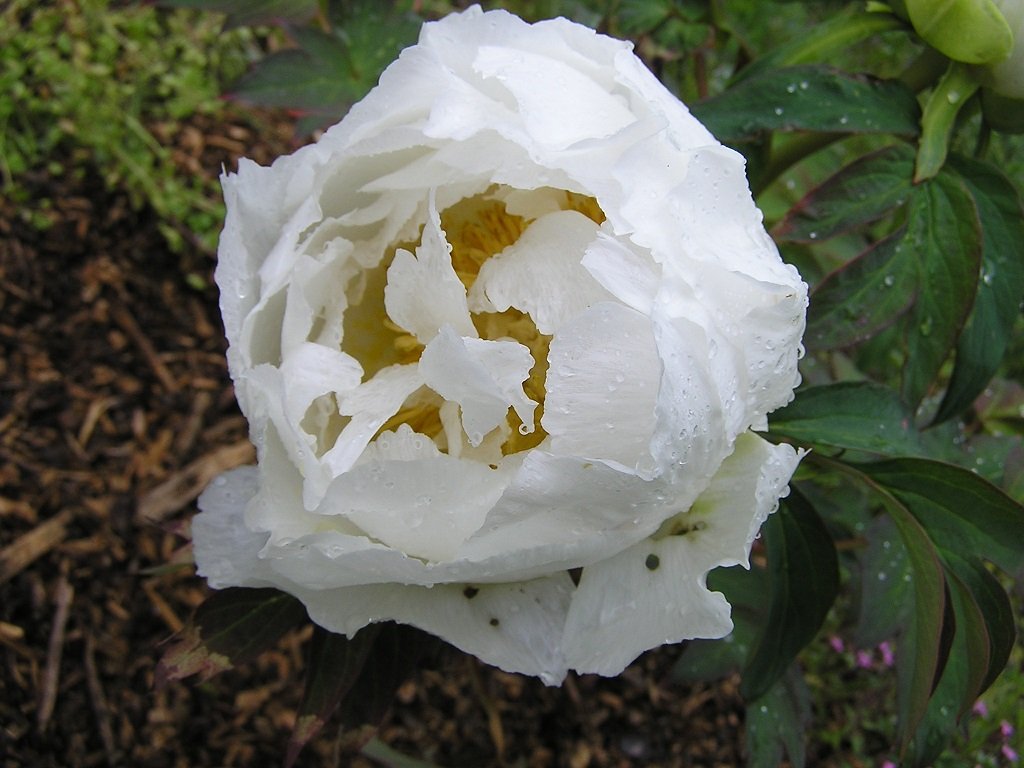 P4250007.JPG
