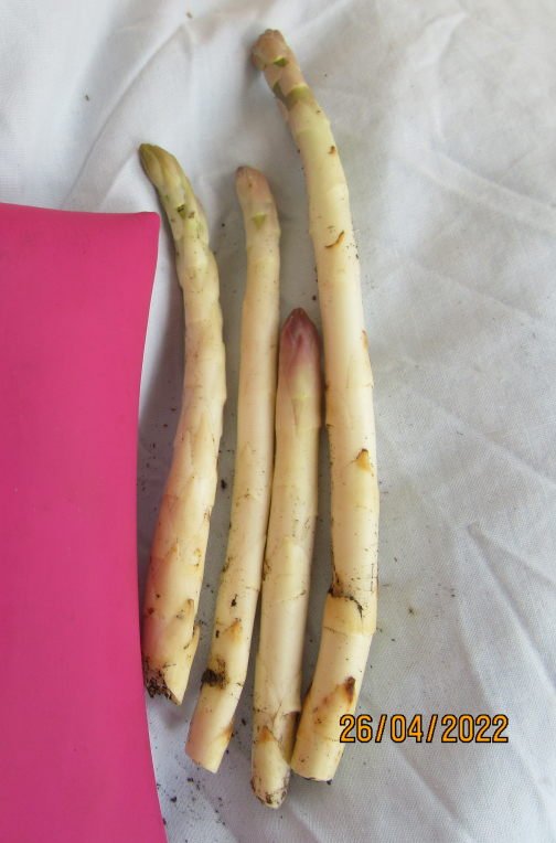 asperge26avril.jpeg