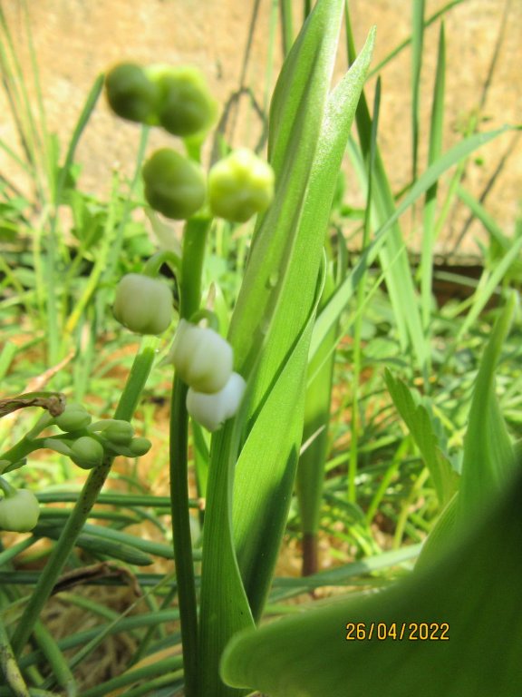 muguet26avril.jpeg