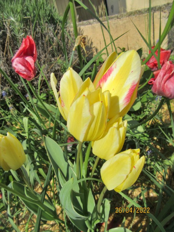 bouquet tulipe.jpeg