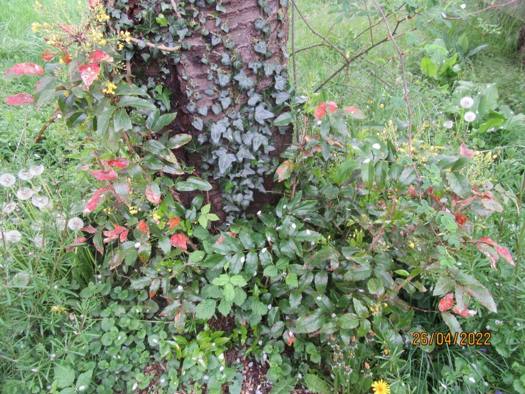 mahonia fini.jpeg