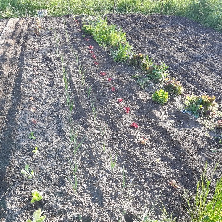 haricots 26-4-22.jpg