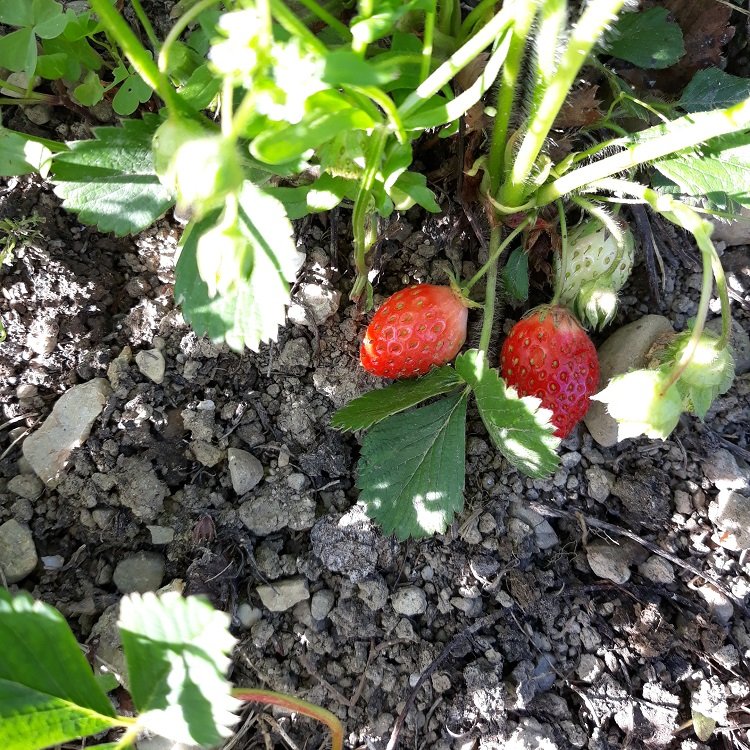premières fraises 27-4-22.jpg