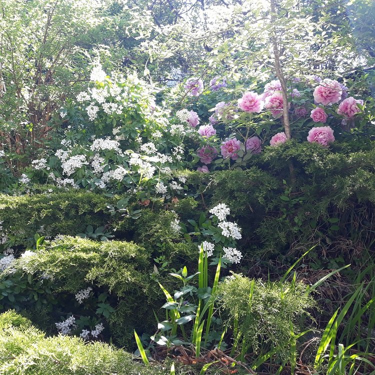 pivoine 27-4-22.jpg