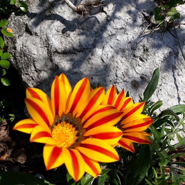 gazania 1.jpg
