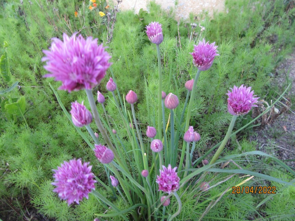 fleur ciboulette.jpeg