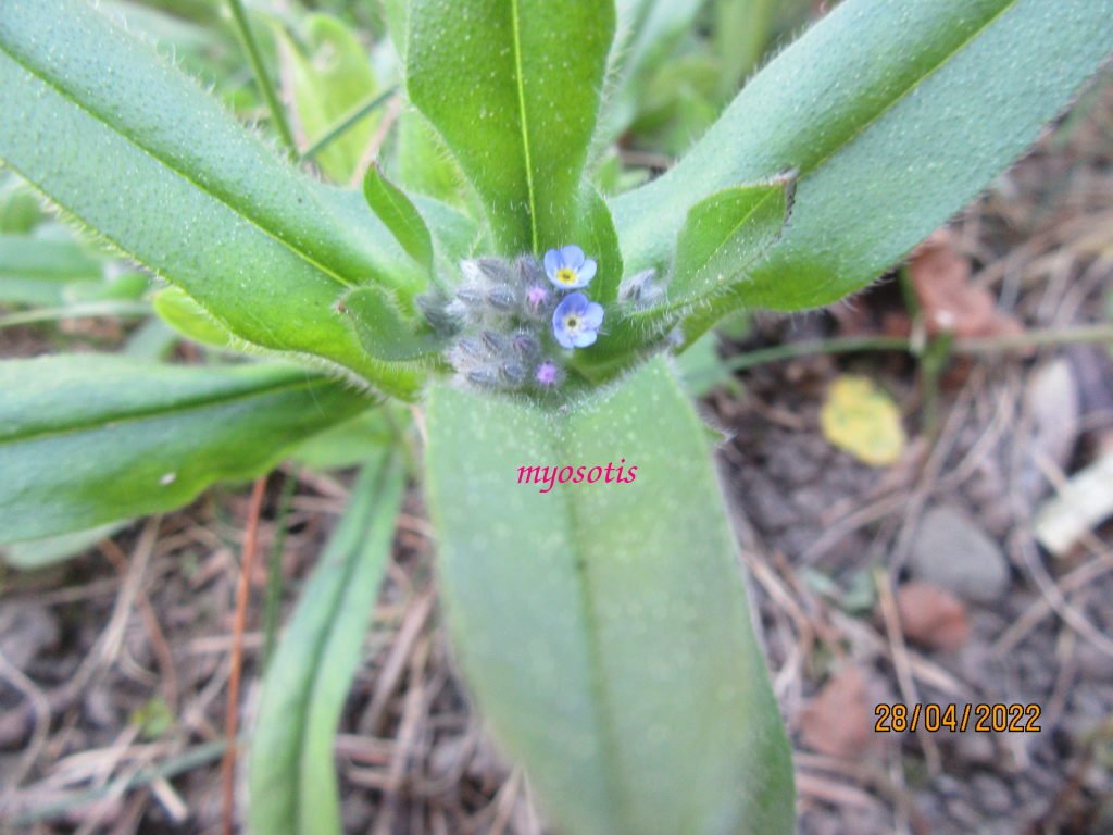 myosotis bleu.jpeg