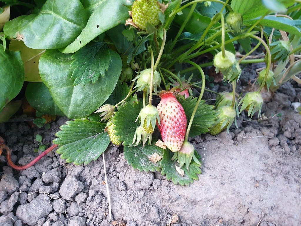 220428 première fraise.jpg