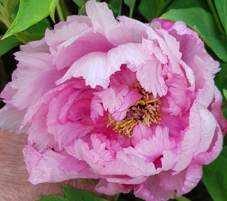 pivoine arbus rose220425.jpg