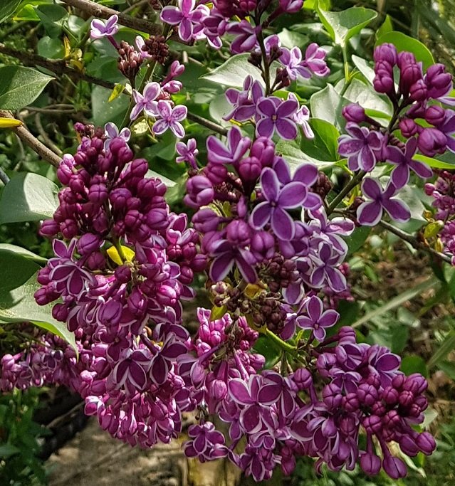 lilas sensation 220427.jpg