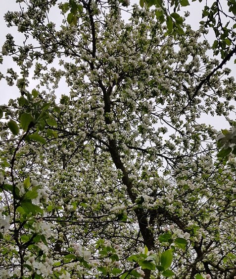 pommier en fleurs220501.jpg