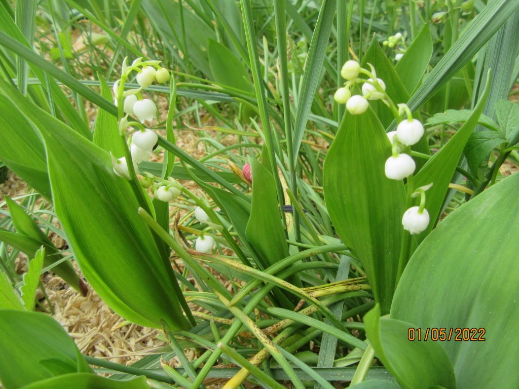 muguet1mai.jpeg