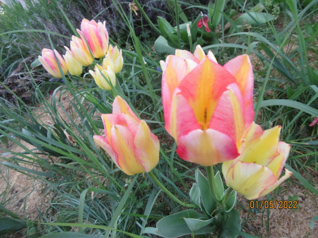 tulipe bouquet1mai.jpeg