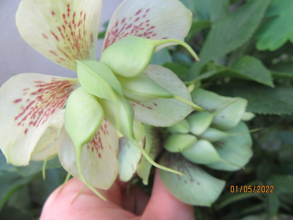 hellebore1mai.jpeg