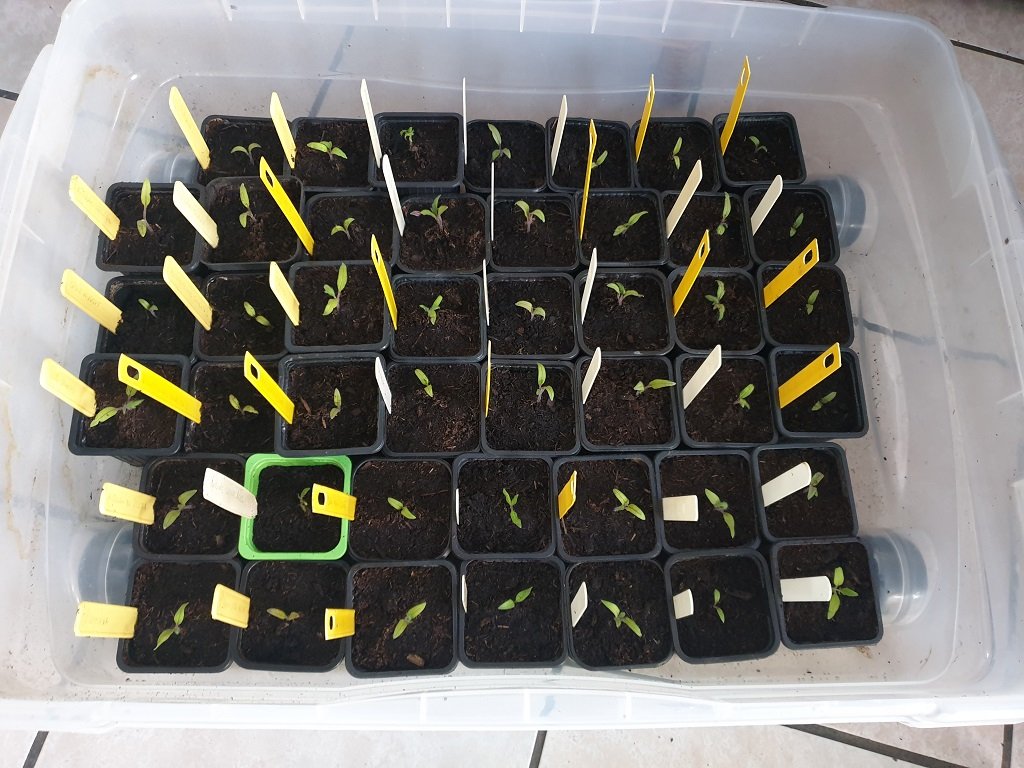 220429 45 tomates rempotées.jpg