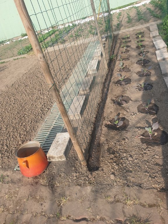 220503 haricots d'Echenans.jpg