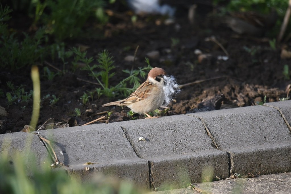 DSC_5526.JPG