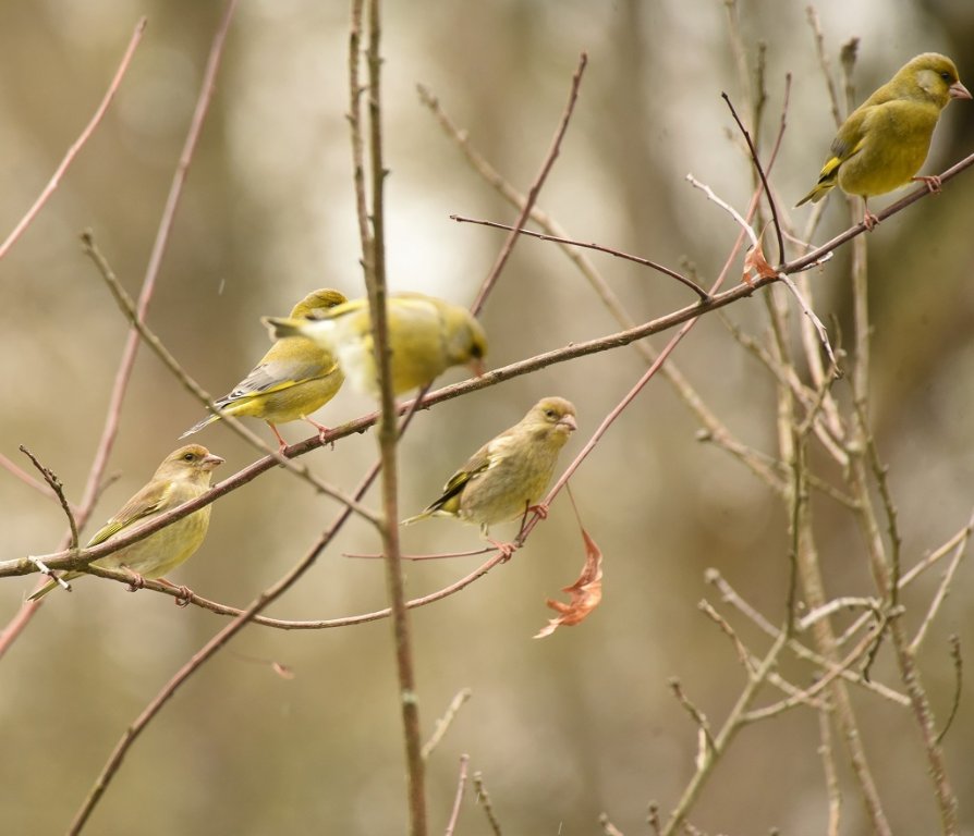 DSC_7008.JPG