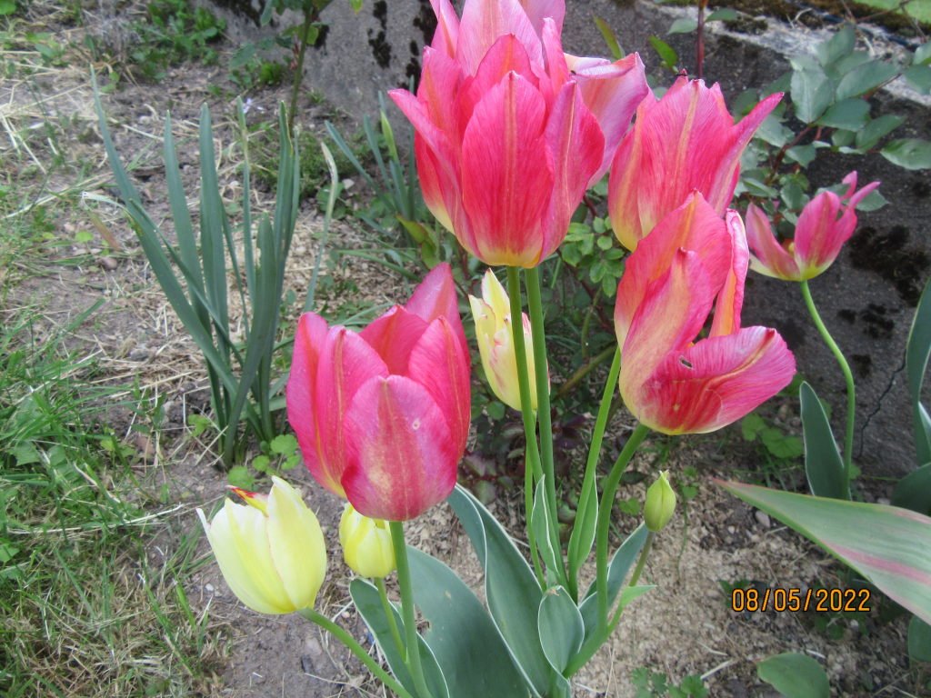 tulipes8mai.jpeg