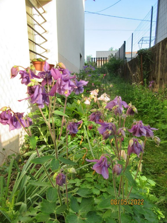 ancolies8mai.jpeg
