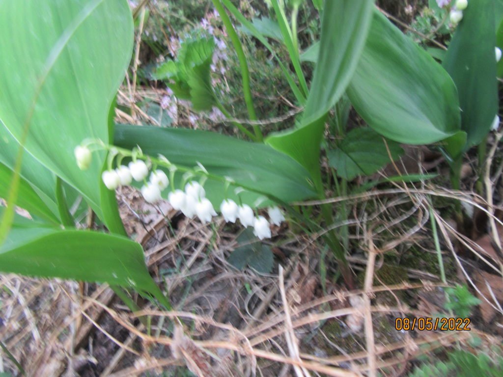 muguet8mai.jpeg