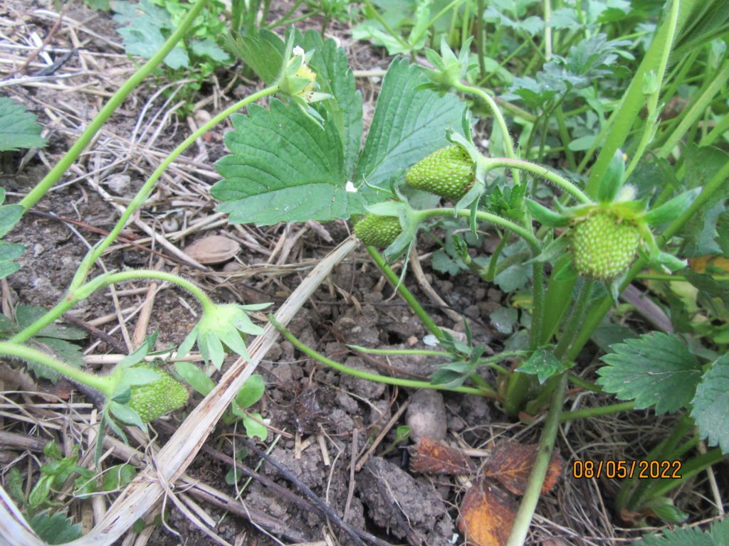 fraises8mai.jpeg