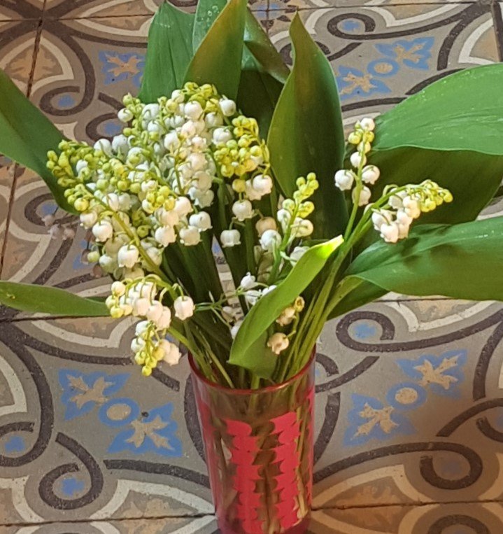 muguet gr blanc220508.jpg