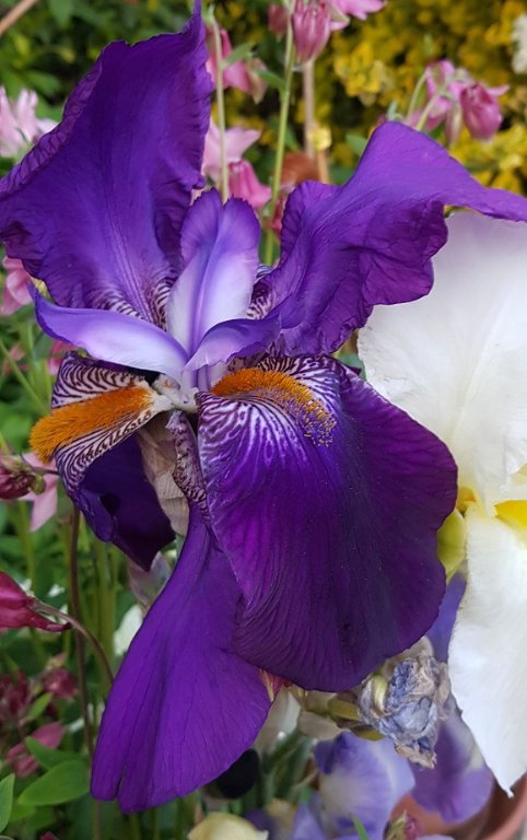 iris  sp220508.jpg