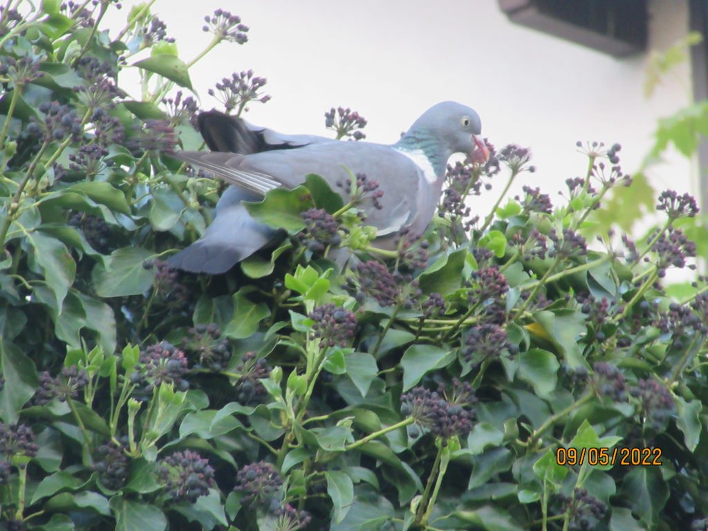 pigeon2.jpeg