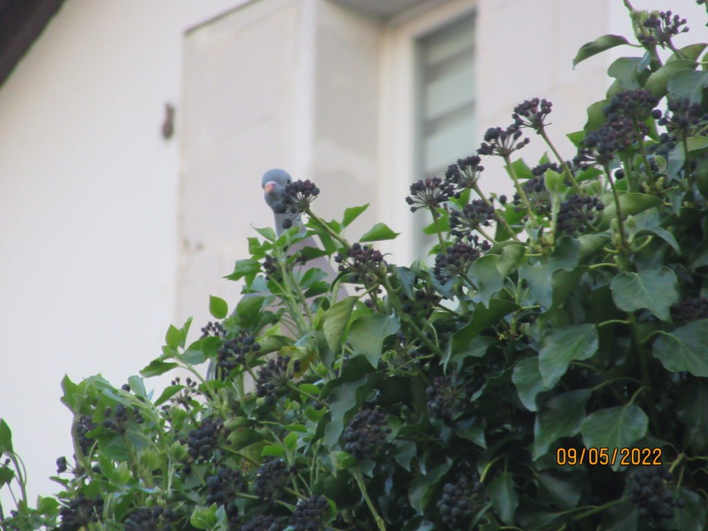pigeon3.jpeg