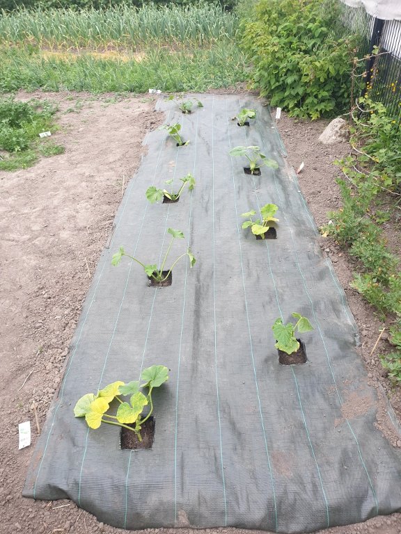 220510 planche de cucurb.jpg