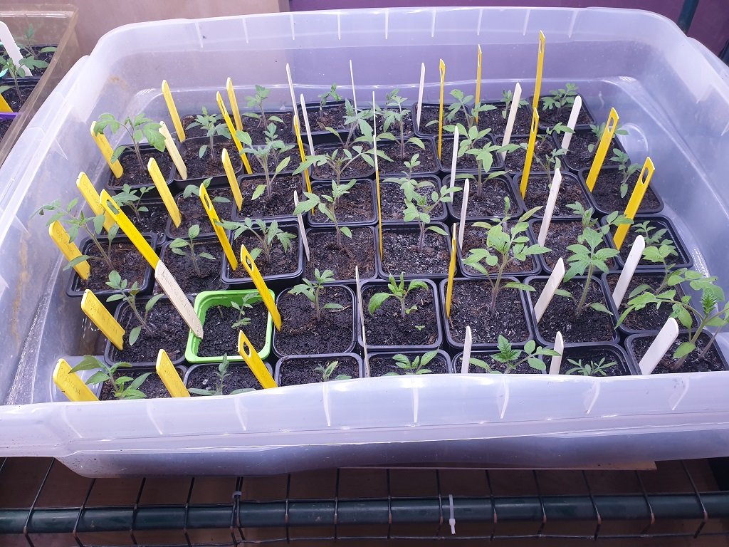 220511 plants de tomates_1.jpg