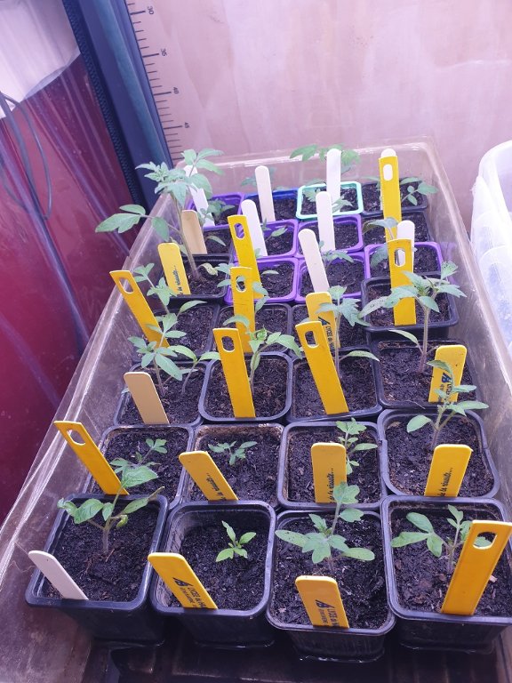220511 plants de tomates_2.jpg