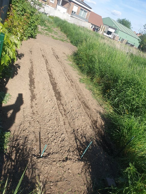220512 parcelle semée 3 lignes de haricots.jpg