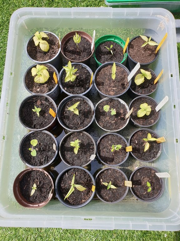 220512 plants rempotés.jpg
