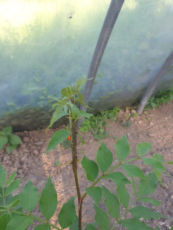 220512 pucerons sur zanthoxylum.jpg